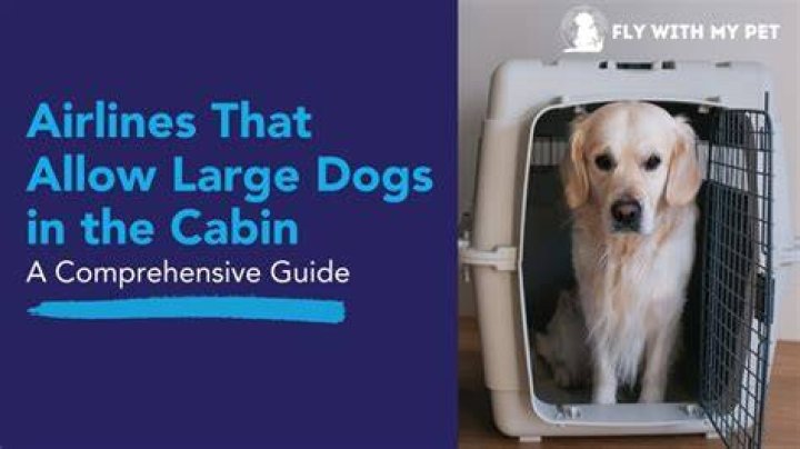 How big can a dog be to fly in cabin?