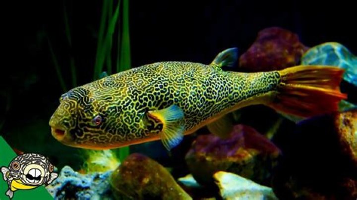 How big do freshwater puffers get?