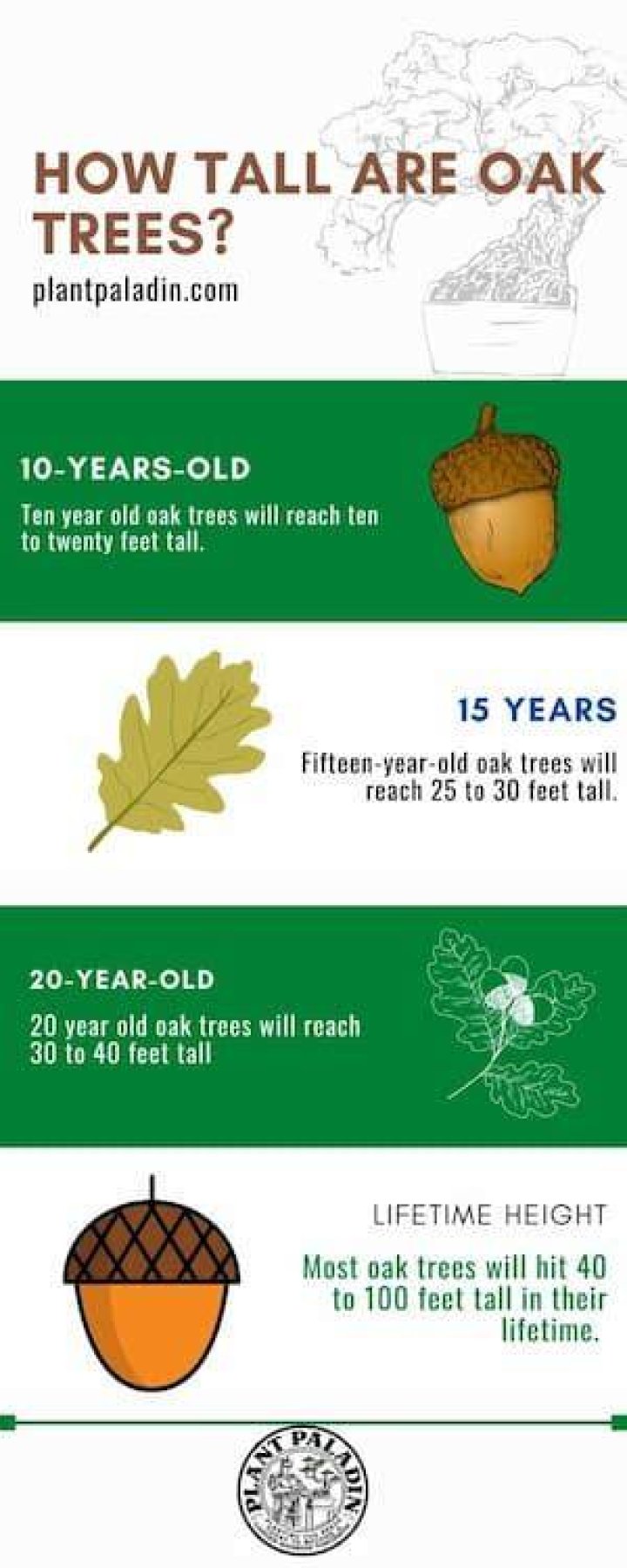 How big is a 10 year old oak tree?