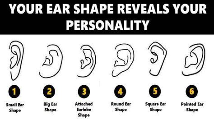How big should ears be?