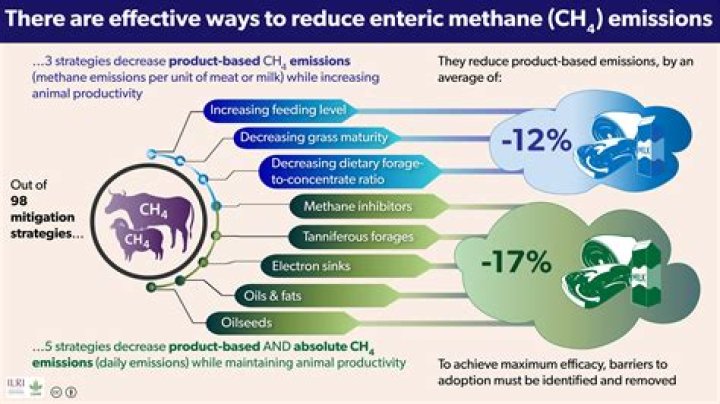 How can cattle methane emissions be reduced?