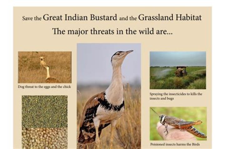How can we save the Great Indian Bustard?