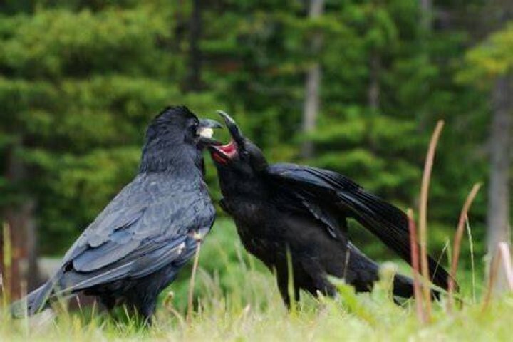 How do crows mate?