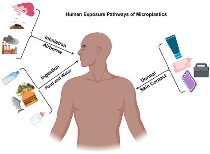 How do Microplastics affect human health?