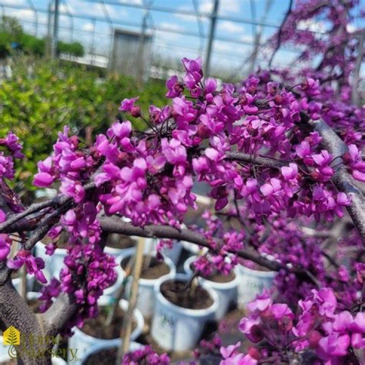 How do you care for a Ruby Falls Redbud?