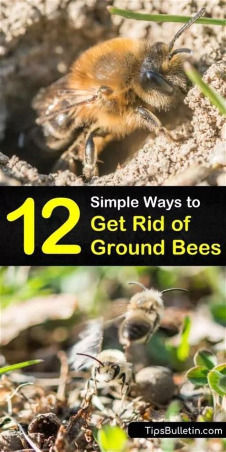 How do you get rid of bees sitting outside?