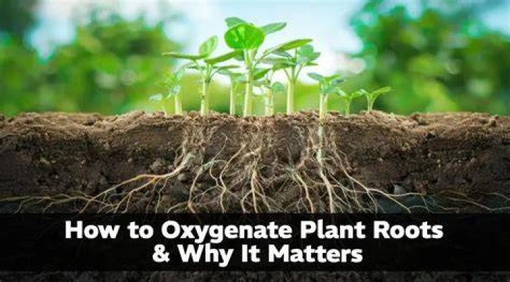 How do you oxygenate roots?