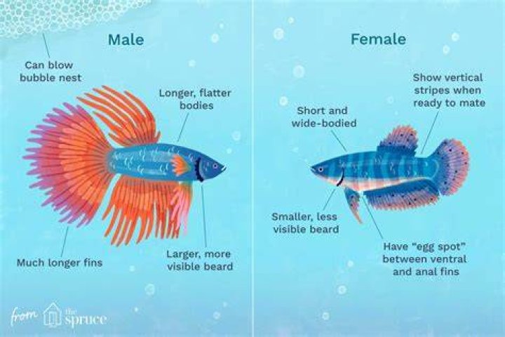 How do you tell if my betta likes me?