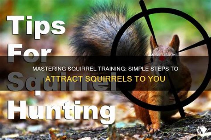 How do you train a squirrel to come to you?
