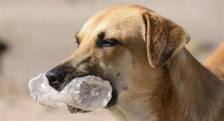How long can plastic stay in a dog's stomach?