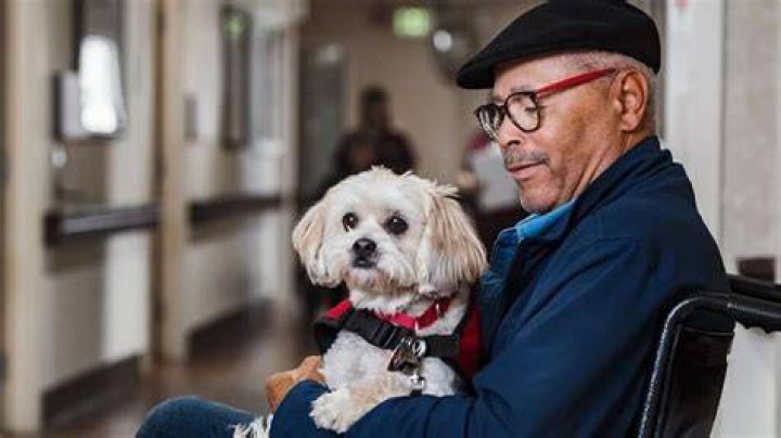 How long does it take to train a service dog?
