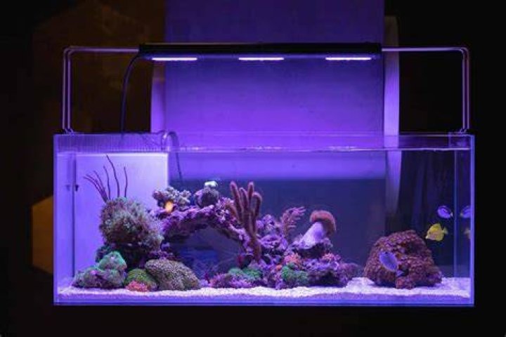 How many showers can you have in a 40 gallon tank?