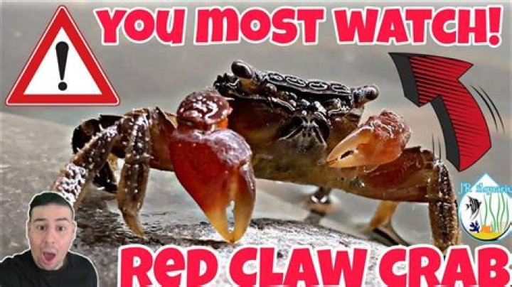 How often do you feed red clawed crabs?