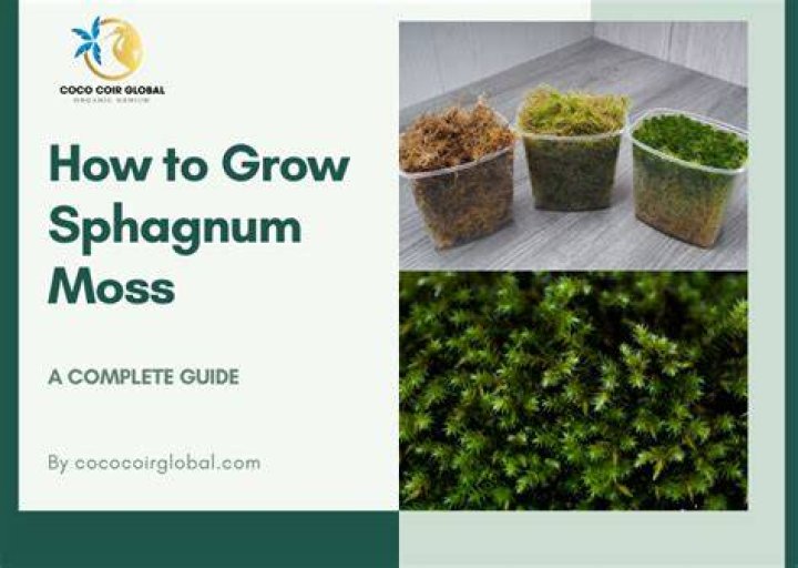 How often should you water plants in sphagnum moss?
