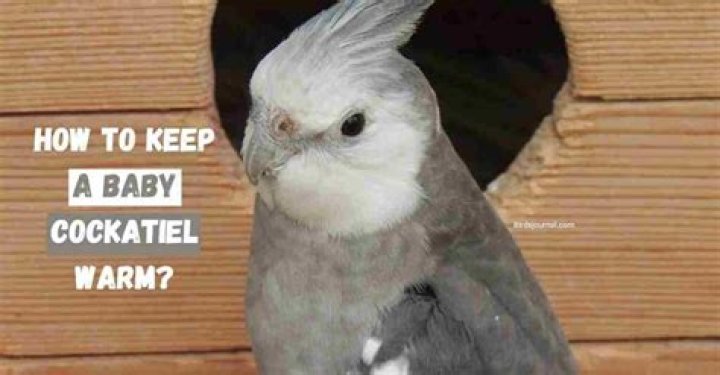 How warm should a baby cockatiel be?