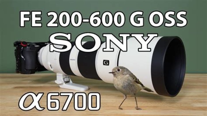 Is 600mm long enough for bird photography?
