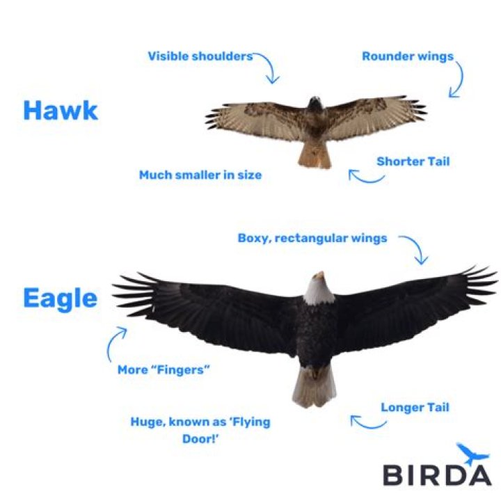 Is a hawk faster than an eagle?