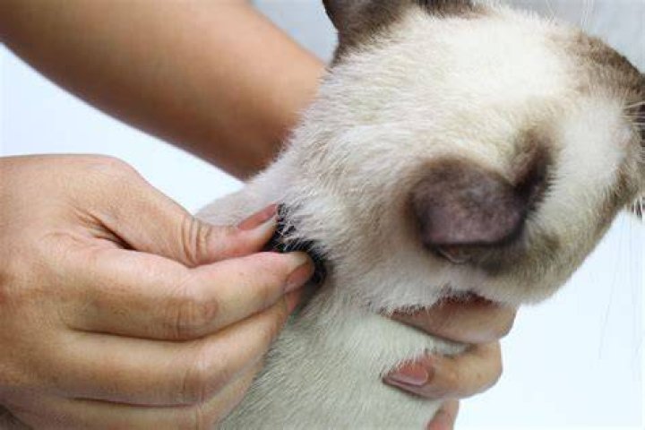 Is it OK to hold a cat by the scruff?