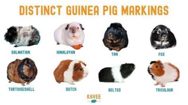 Is it OK to only have 1 guinea pig?