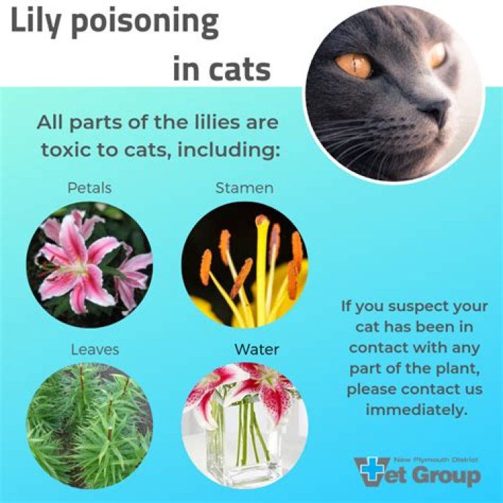 Is peace lily toxic to cats?