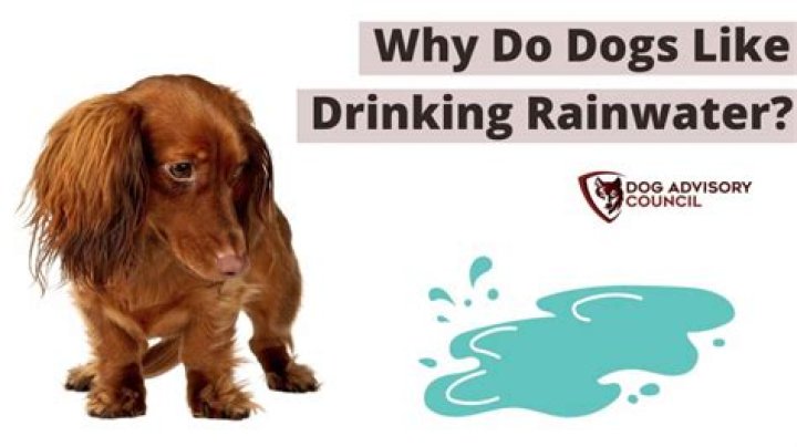 Is rain water OK for dogs to drink?