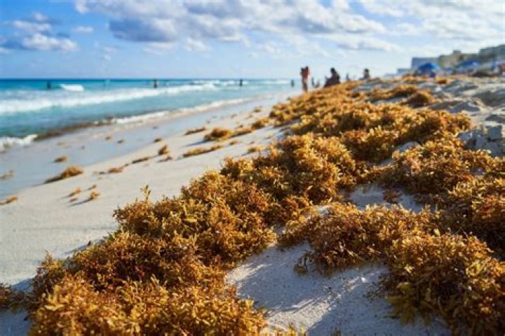 Is there Sargassum in Florida?