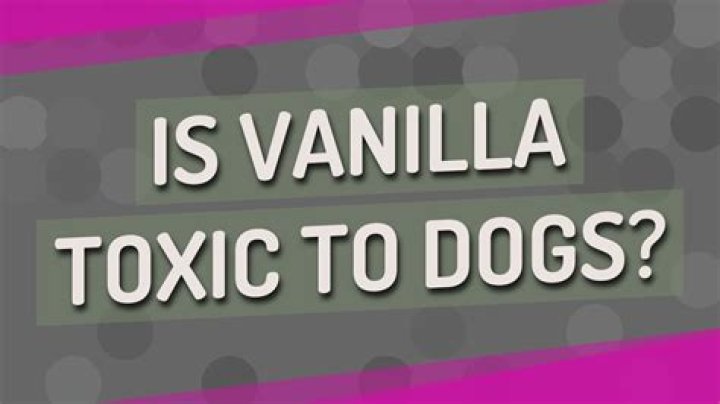 Is vanilla poisonous to dogs?