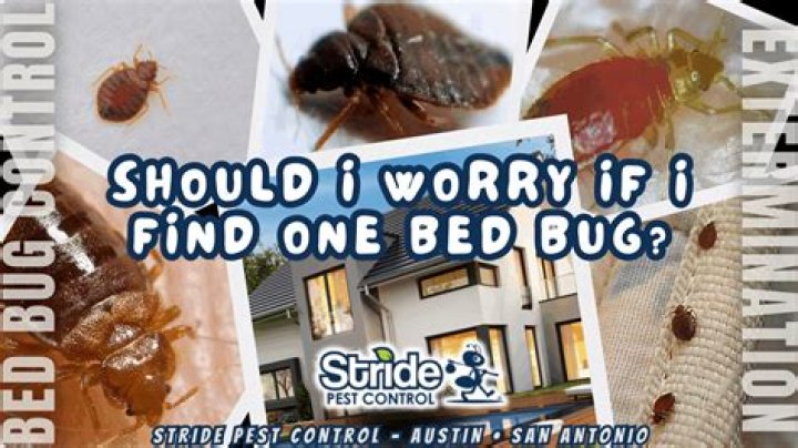 Should you be worried if you find one bed bug?