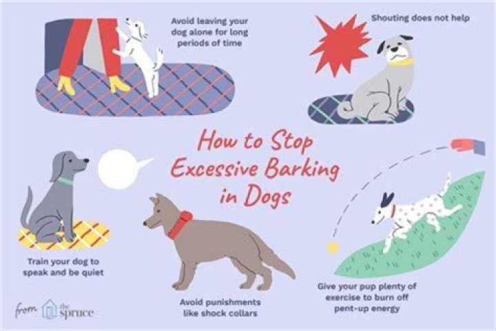 What animal barks but is not a dog?