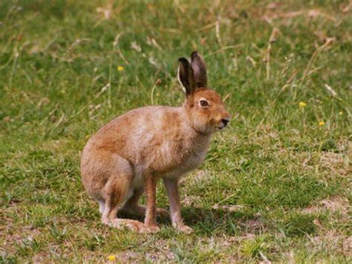 What animal is Ireland known for?