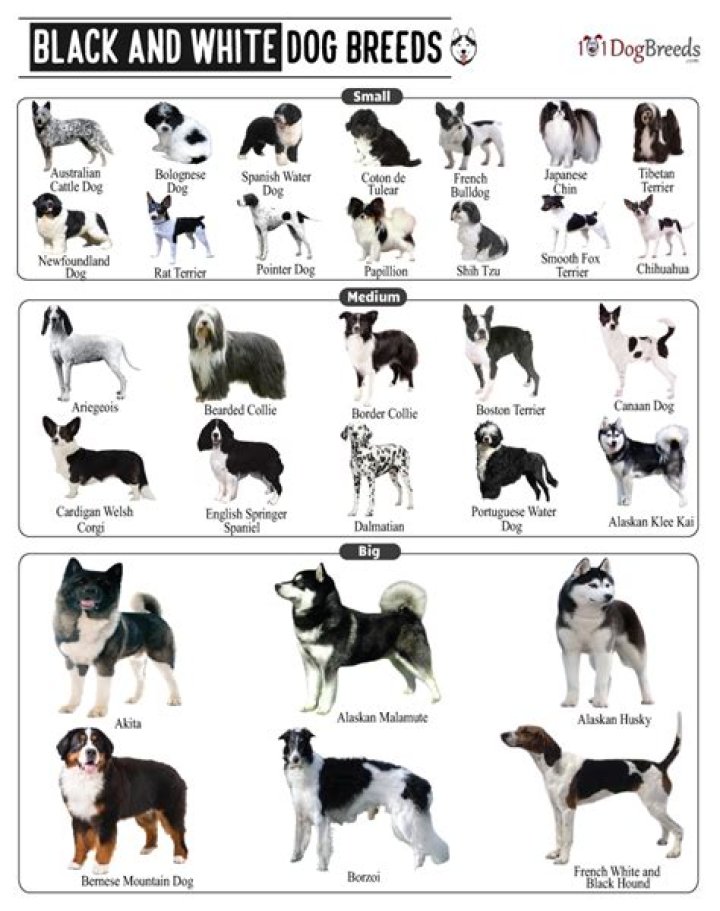 What are black and white dogs called?