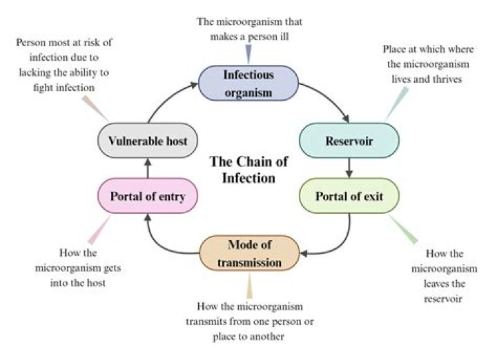 What are the 3 main parts of the chain of infection?