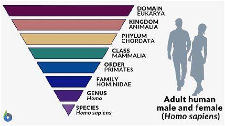 What are the 3 types of humans?