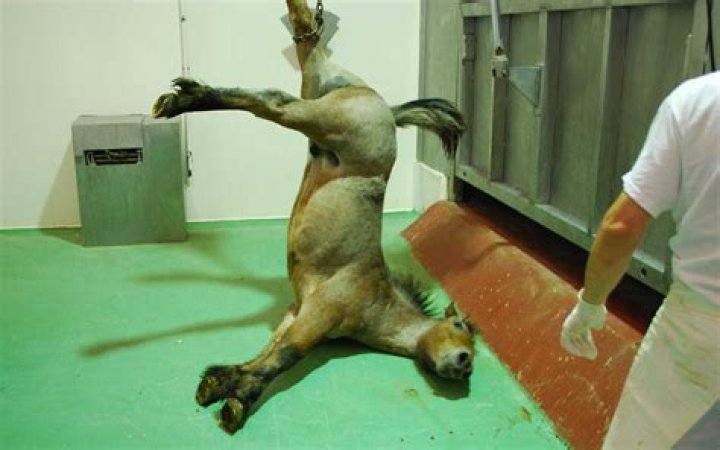 What are the type of slaughtering the animal?