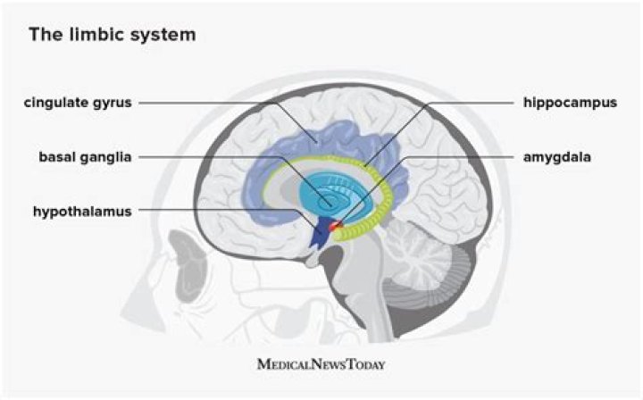 What calms the limbic system?