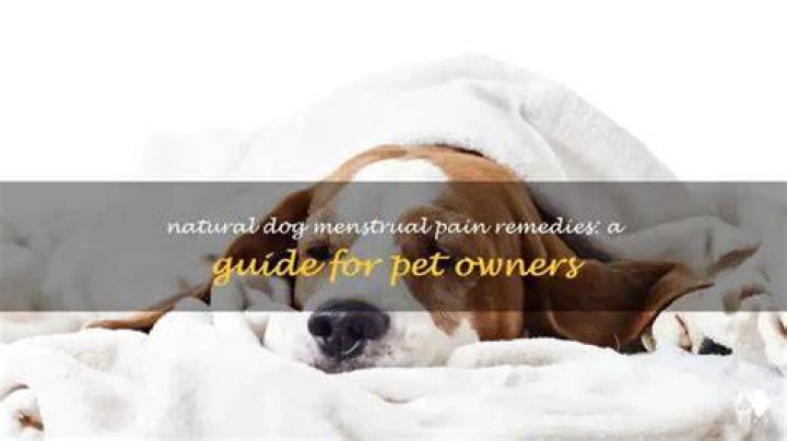 What can I give my dog for menstrual pain?
