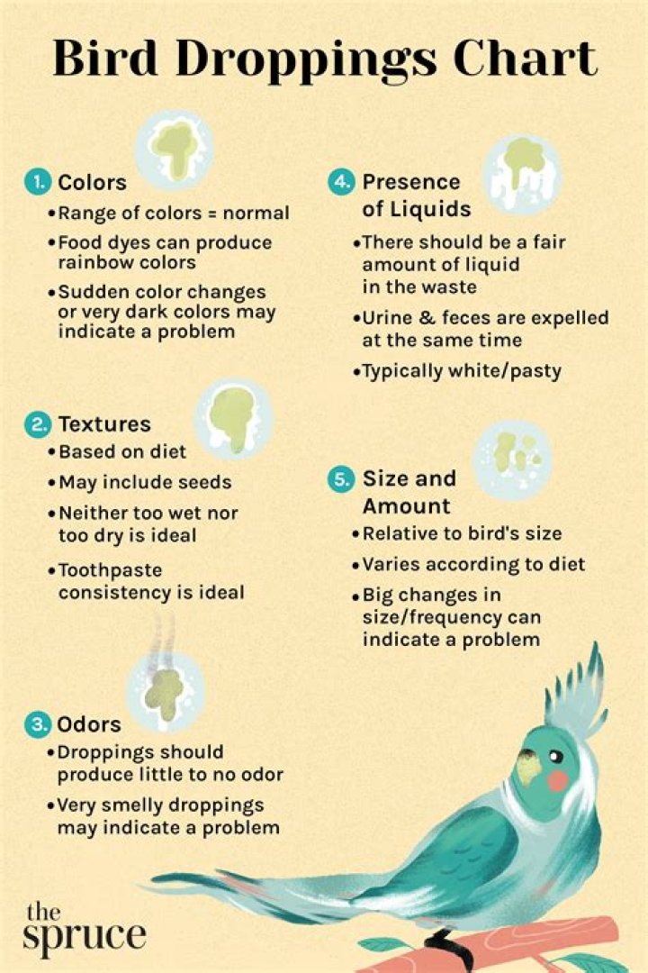 What Colour is bird pee?