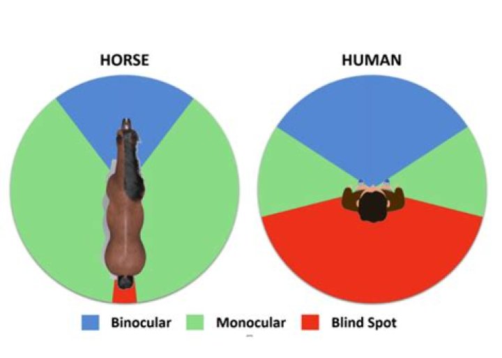 What Colours do horses see?