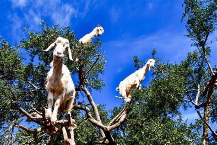 What country has the most goats?