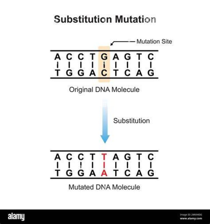 What describes a substitution mutation?