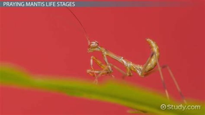 What did praying mantis evolve from?