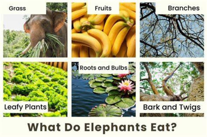 What do elephants taste like?