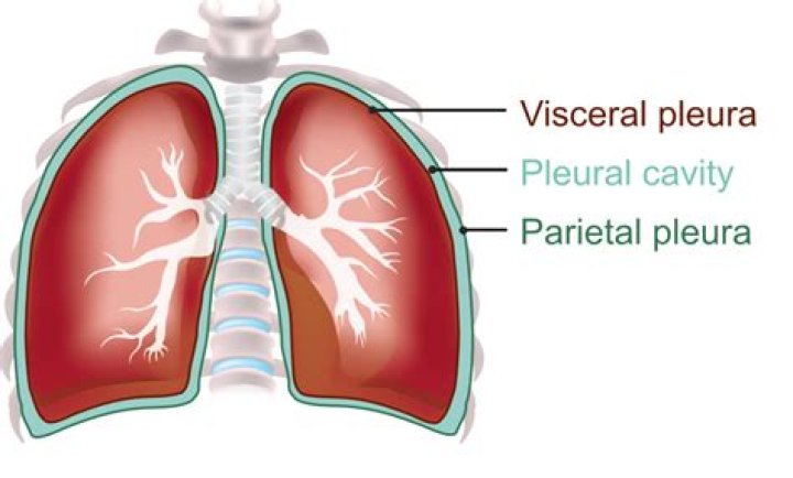What do you mean by pleura?