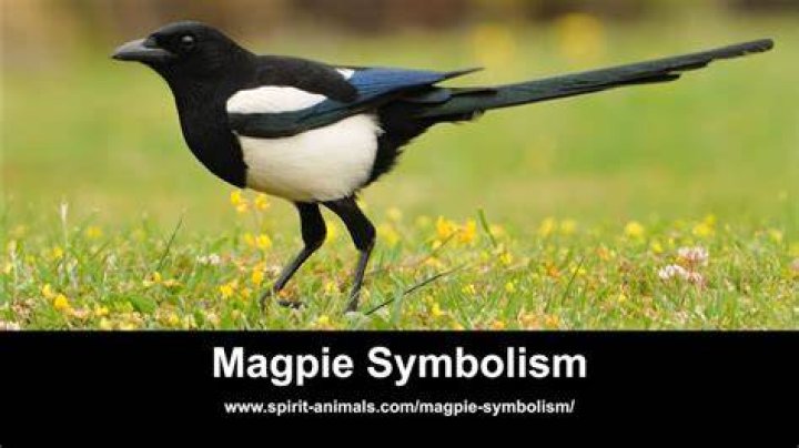 What does 3 for a girl mean magpies?
