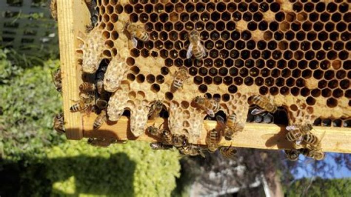 What does a Queenless colony look like Secret Life of bees?