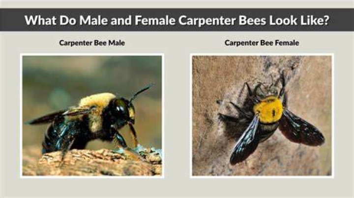 What does carpenter bees look like?