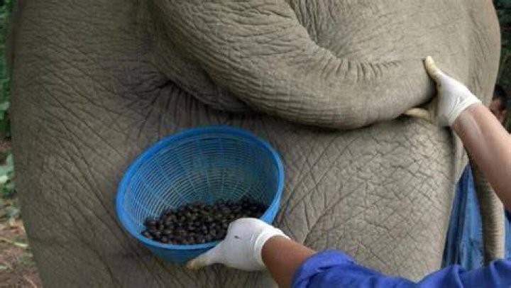 What does elephant poop taste like?