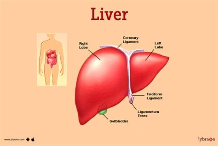 What does Liver Support do?