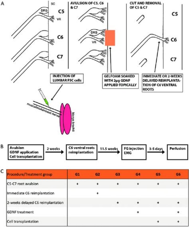 What happens if the ventral root was cut?