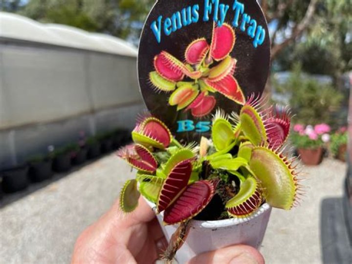 What is a B52 Venus flytrap?